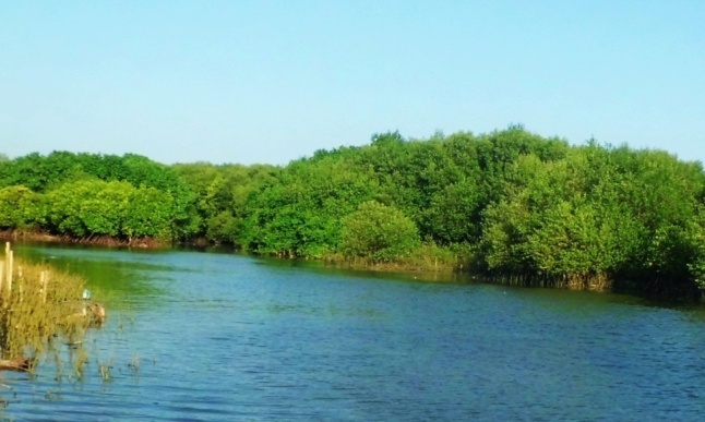 Karakteristik Lingkungan Ekosistem Mangrove  Baros Bantul 